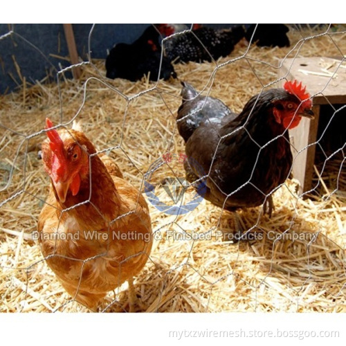 Excellent Quality Welded Chicken Cage Wire Mesh (Anping Real Factory)